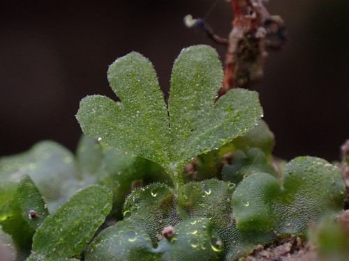Athyrium filix-femina