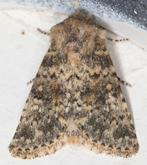 Pseudobryomima fallax