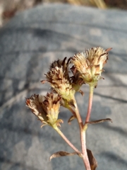 Liatrinae