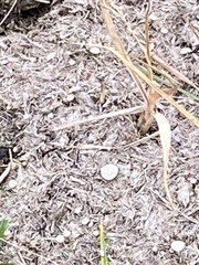 Poronia punctata