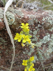 Physaria montana