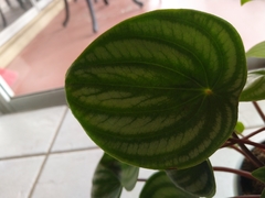 Peperomia argyreia