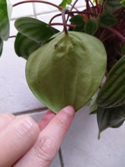 Peperomia argyreia