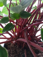 Peperomia argyreia