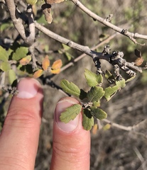 Quercus × macdonaldii