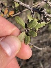 Quercus × macdonaldii