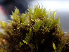 Racomitrium lawtonae