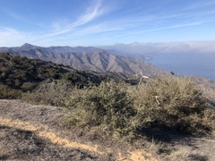 Quercus × macdonaldii