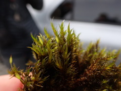 Racomitrium lawtonae