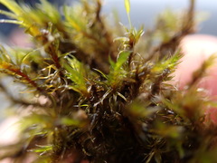 Racomitrium lawtonae