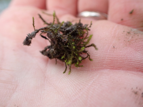 Image of Streamside Schistidium Moss (Schistidium rivulare) by no rights reserved