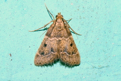 Pyralis manihotalis