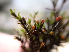 Schistidium rivulare