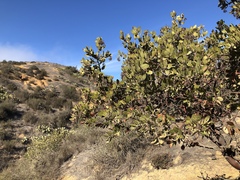 Arctostaphylos catalinae