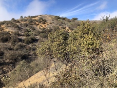 Arctostaphylos catalinae