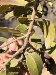 Arctostaphylos catalinae