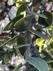 Arctostaphylos catalinae