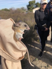 Peromyscus californicus