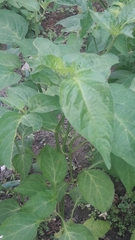 Capsicum pubescens
