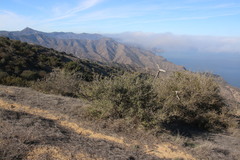 Quercus × macdonaldii