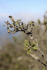 Quercus × macdonaldii