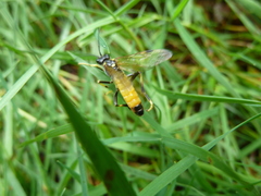 Tenthredo maculata
