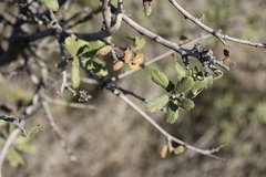 Quercus × macdonaldii