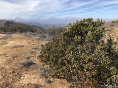 Arctostaphylos catalinae