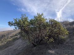 Arctostaphylos catalinae