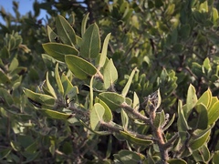 Arctostaphylos catalinae