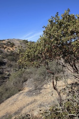 Arctostaphylos catalinae