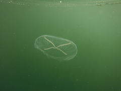 Staurostoma mertensii