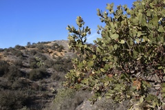 Arctostaphylos catalinae