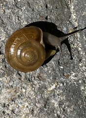 Oxychilinae