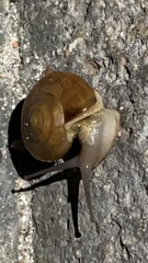 Oxychilinae
