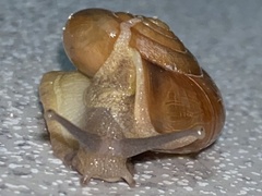 Oxychilinae
