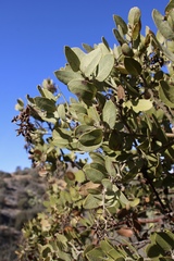 Arctostaphylos catalinae