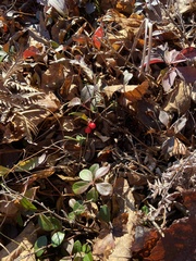 Gaultheria procumbens image
