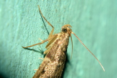 Pyralis manihotalis