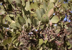 Arctostaphylos catalinae