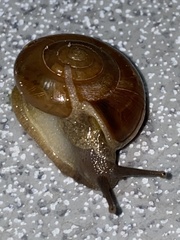 Oxychilinae