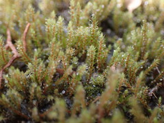 Philonotis capillaris