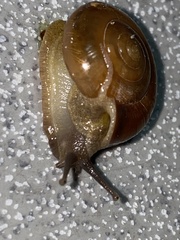 Oxychilinae