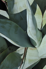 Agave guiengola