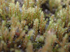 Philonotis capillaris