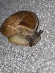 Oxychilinae