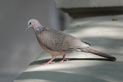 Streptopelia chinensis