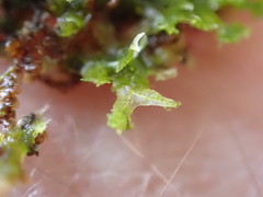 Metzgeria consanguinea