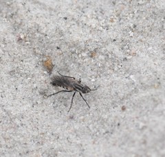 Anabarhynchus maritimus