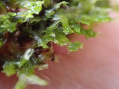 Metzgeria consanguinea